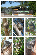 3rd Dec 2020 - Koala Sanctuary 