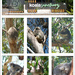 Koala Sanctuary  by onewing