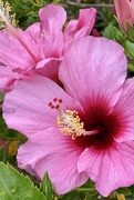 29th Nov 2020 - Hibiscus are leaving us until next year. 