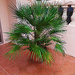 PALM TREE by sangwann