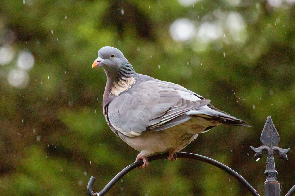 Pigeon in the rain by pamknowler