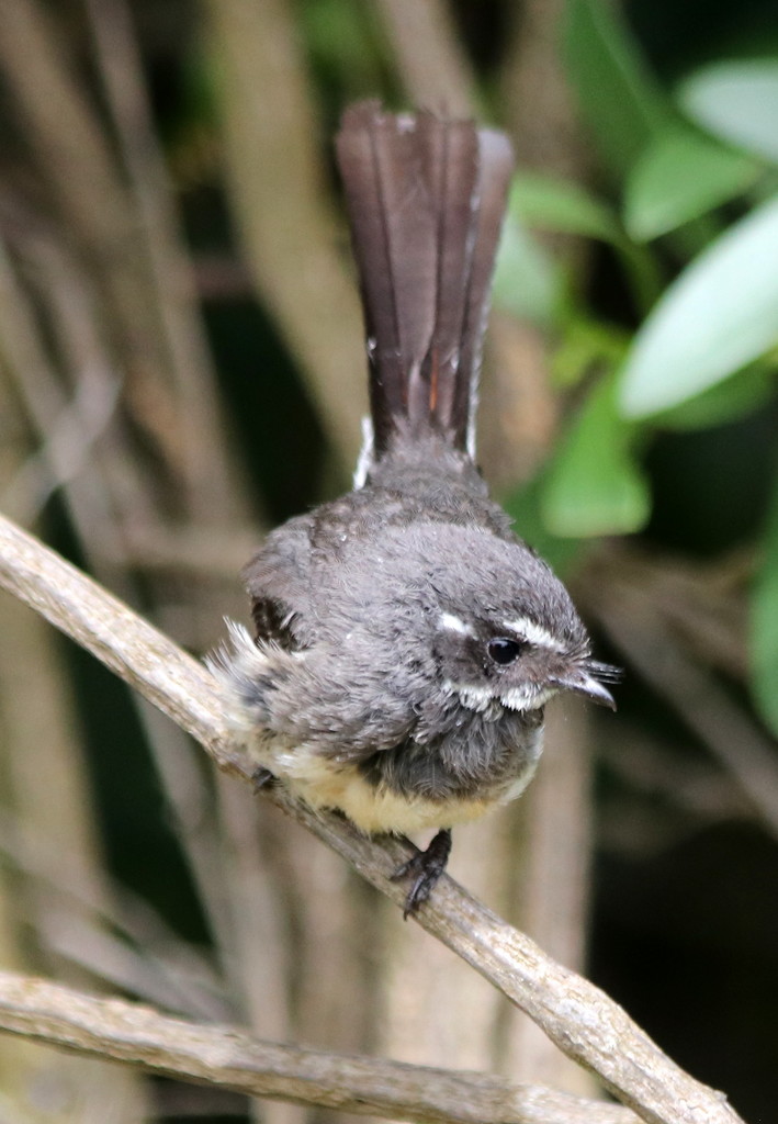 Young fantail by gilbertwood