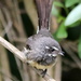 Young fantail by gilbertwood