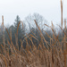 A Gray Day on the Trails by farmreporter