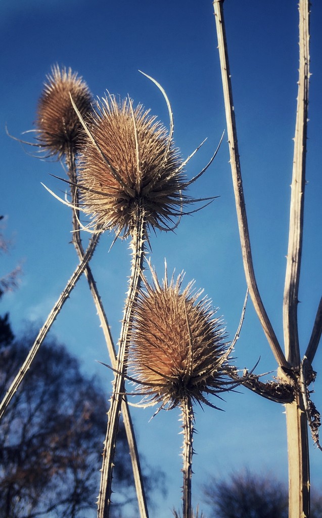 Teasels by pattyblue
