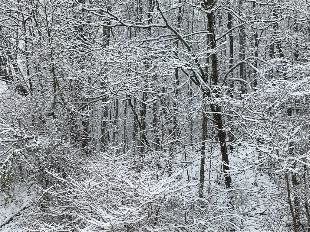 Snow on trees by mittens
