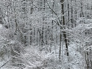 3rd Dec 2020 - Snow on trees