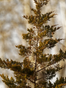 3rd Dec 2020 - eastern redceder juniper