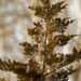 eastern redceder juniper by rminer