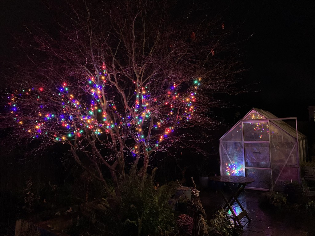 Back garden ready for Christmas by 365projectmaxine