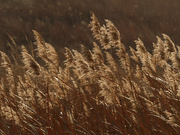 3rd Dec 2020 - reeds