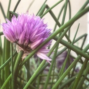 2nd Dec 2020 - Chives