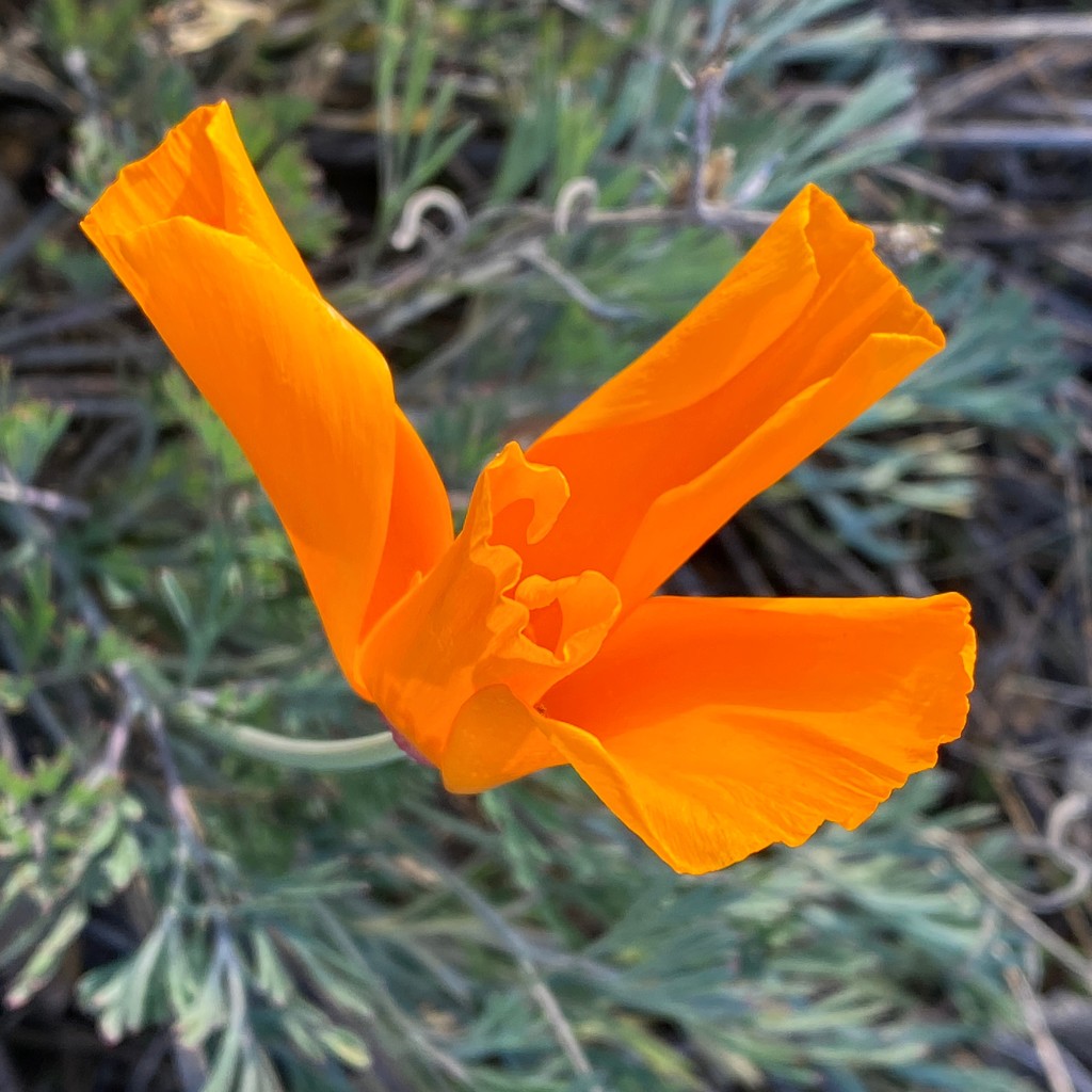 California Poppy by shutterbug49