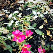 1st Dec 2020 - Roses In The Snow