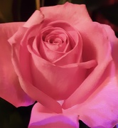 2nd Dec 2020 - Beautiful pink rose