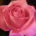 Beautiful pink rose by grace55