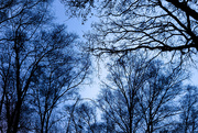 3rd Dec 2020 - Looking up in the forest at Blue Hour
