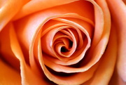 28th Nov 2020 -  Rose Beauty