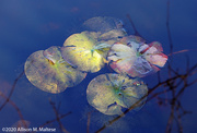 30th Nov 2020 - Off Season Water Lilies