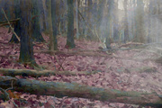 3rd Dec 2020 - Forest scene