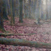 Forest scene by francoise