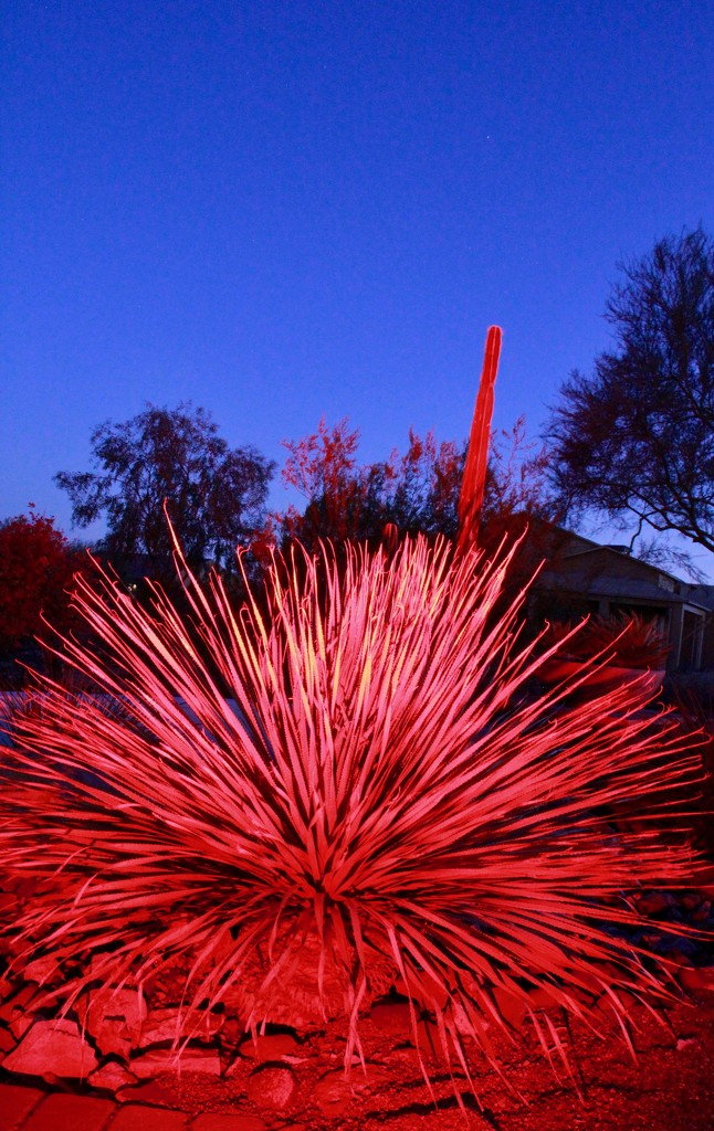 Red Yucca by corinnec