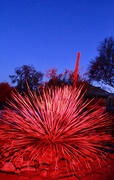 3rd Dec 2020 - Red Yucca