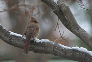 1st Dec 2020 - Winter Cardinal