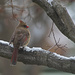 Winter Cardinal by lstasel