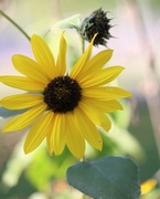 26th Sep 2020 - September 26: Sunflowers