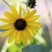 September 26: Sunflowers by daisymiller