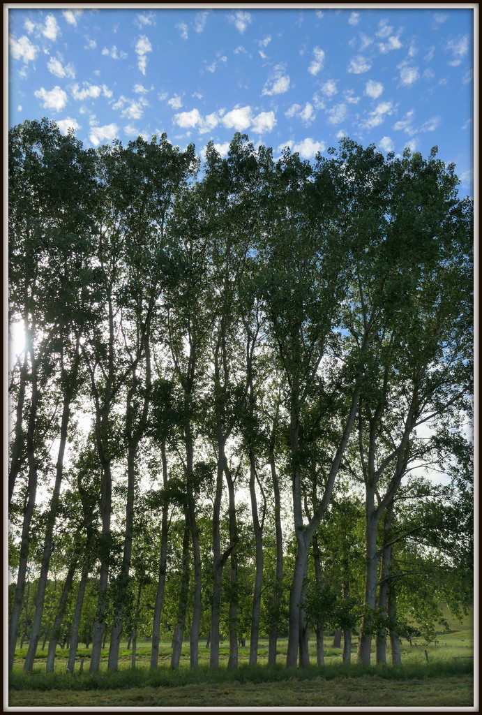 The poplars by dide