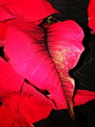 2nd Dec 2020 - Poinsettia leaf