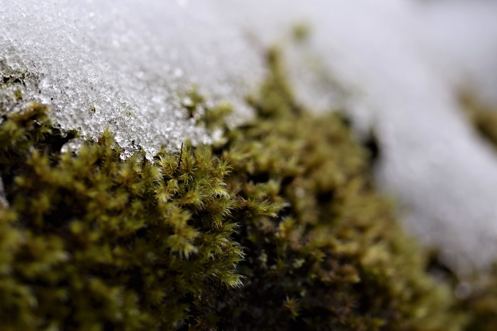 moss and snow by christophercox