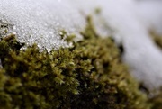 4th Dec 2020 - moss and snow