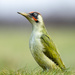 Greenwoodpecker by shepherdmanswife