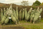 4th Dec 2020 - Tree collection