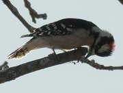 4th Dec 2020 - Downy woodpecker 