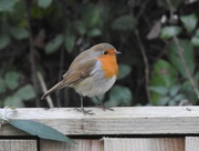 3rd Dec 2020 - Robin on the Fence