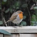 Robin on the Fence by susiemc