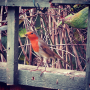 28th Oct 2020 - Red red robin