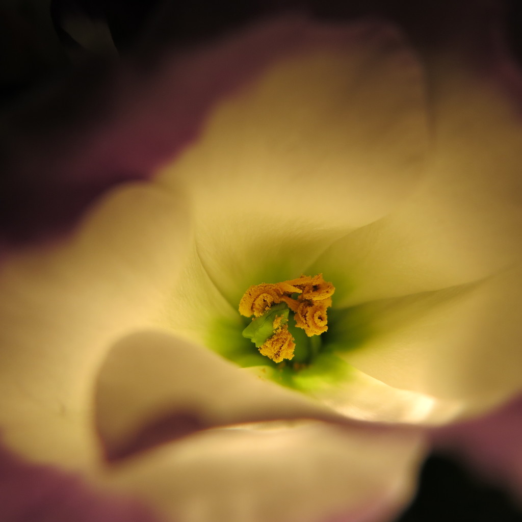 Pollen by lmsa
