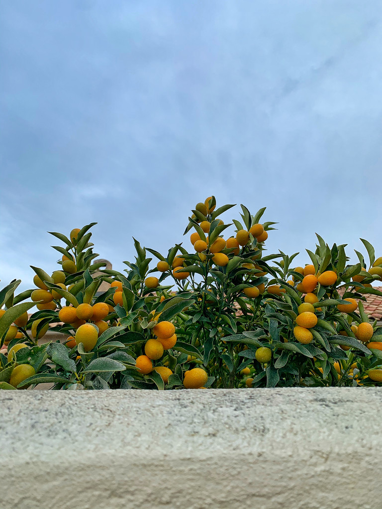 Kumquats.  by cocobella