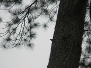 4th Dec 2020 - Bird on Pine Tree