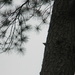 Bird on Pine Tree by sfeldphotos