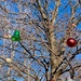1204ornaments by diane5812