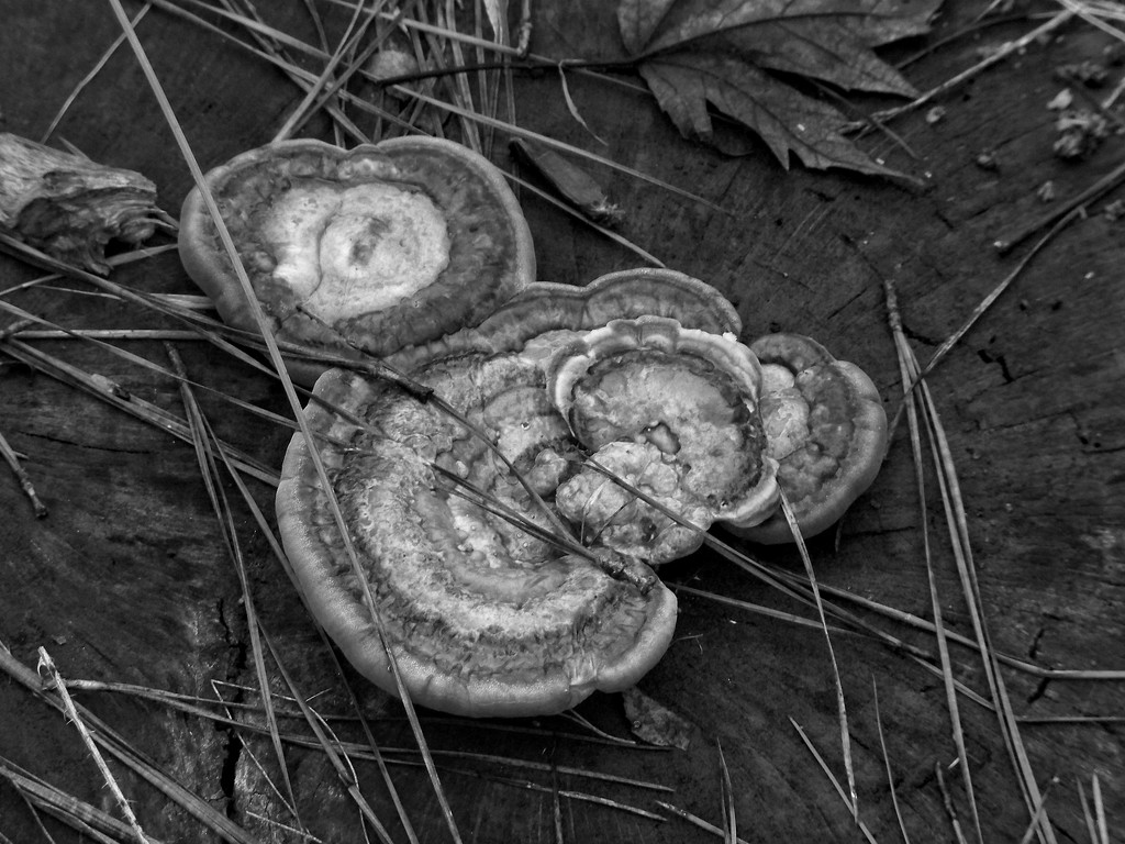 Turkey-tail fungus... by marlboromaam