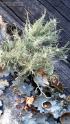 5th Dec 2020 - Painted lichens...