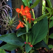 5th Dec 2020 -   Canna Lily    South Pacific ~     