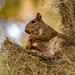 Squirrel With It's Snack! by rickster549